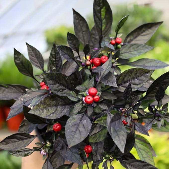 Black Hot Pepper