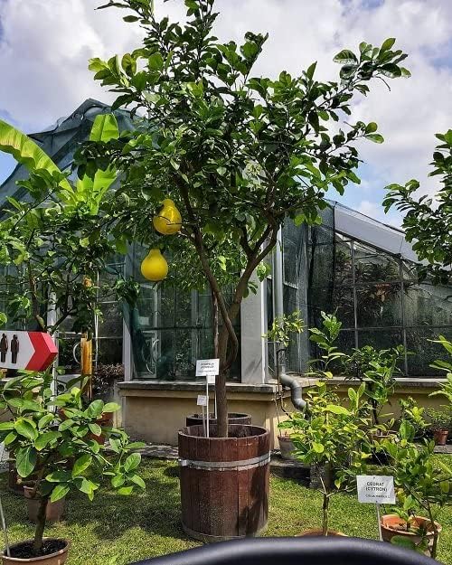 POMELO TREE