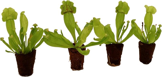 Purple Pitcher Plant