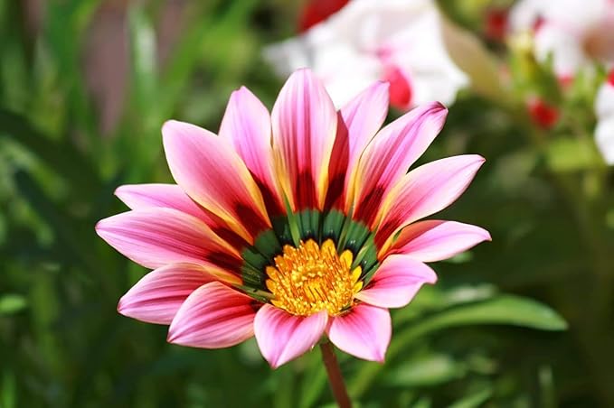 Yellow pink