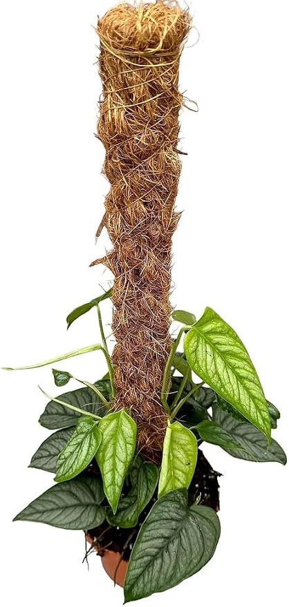 Monstera Siltepecana Matuda Soil Mix