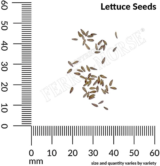 Lettuce Gourmet Blend Organic Seed Multipack - 7 Pack
