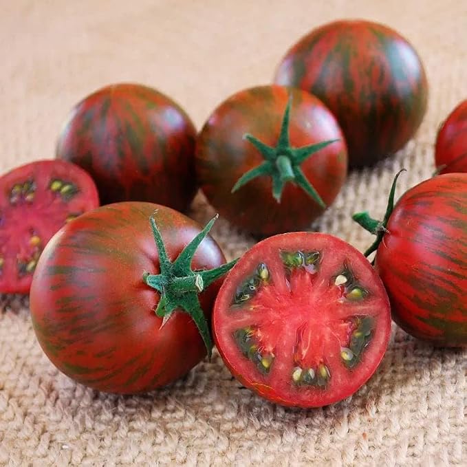 Purple Zebra