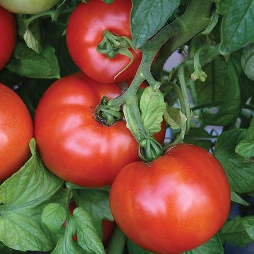 Tomato Fertilizer