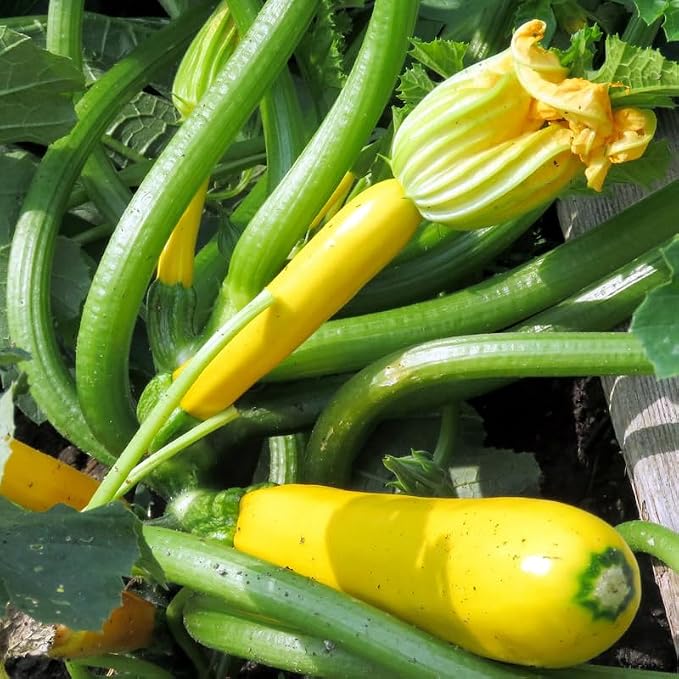 Yellow Squash