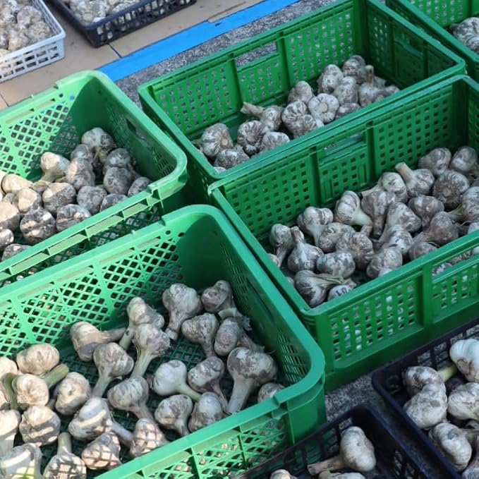 Large Garlic
