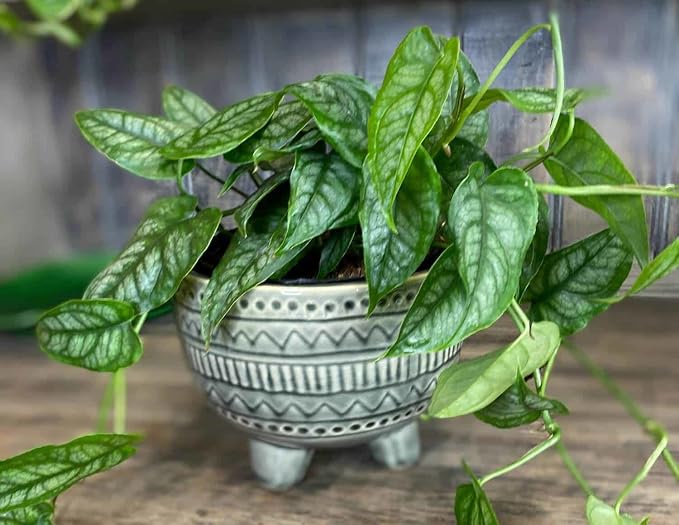Monstera Siltepecana Matuda Soil Mix