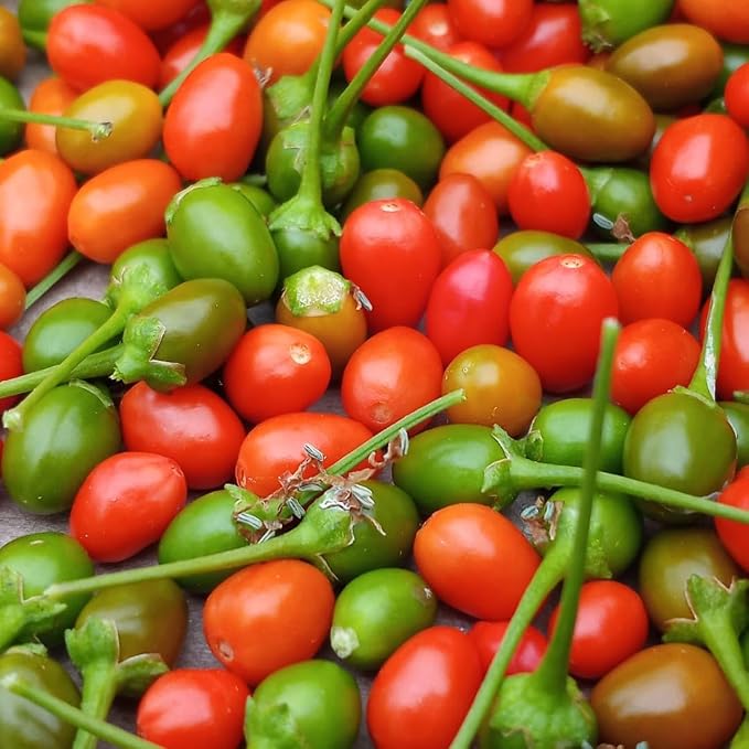 Chiltepin Tepin Bird Pepper