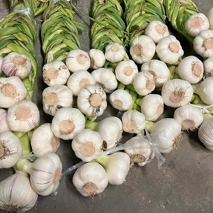 Music Garlic