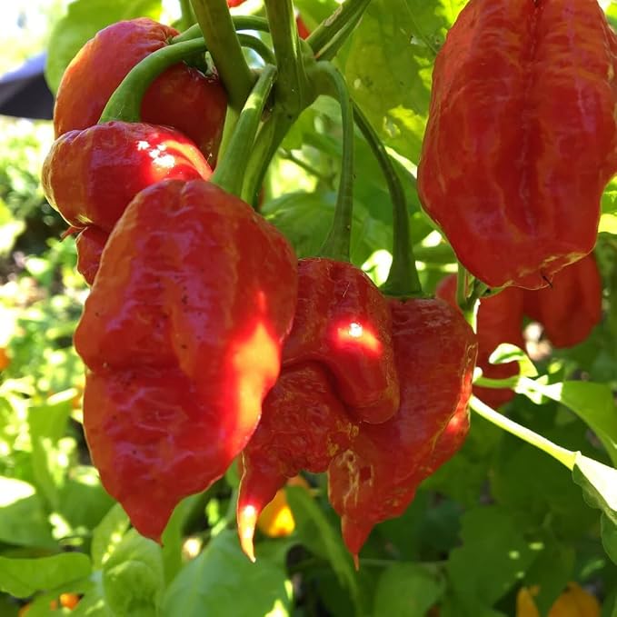 Bhut Jolokia Chile Ghost Pepper