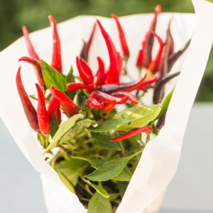 Long Thin Red Pepper