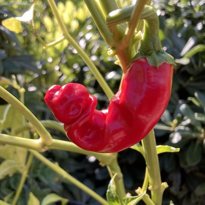 Hot Peter Pepper