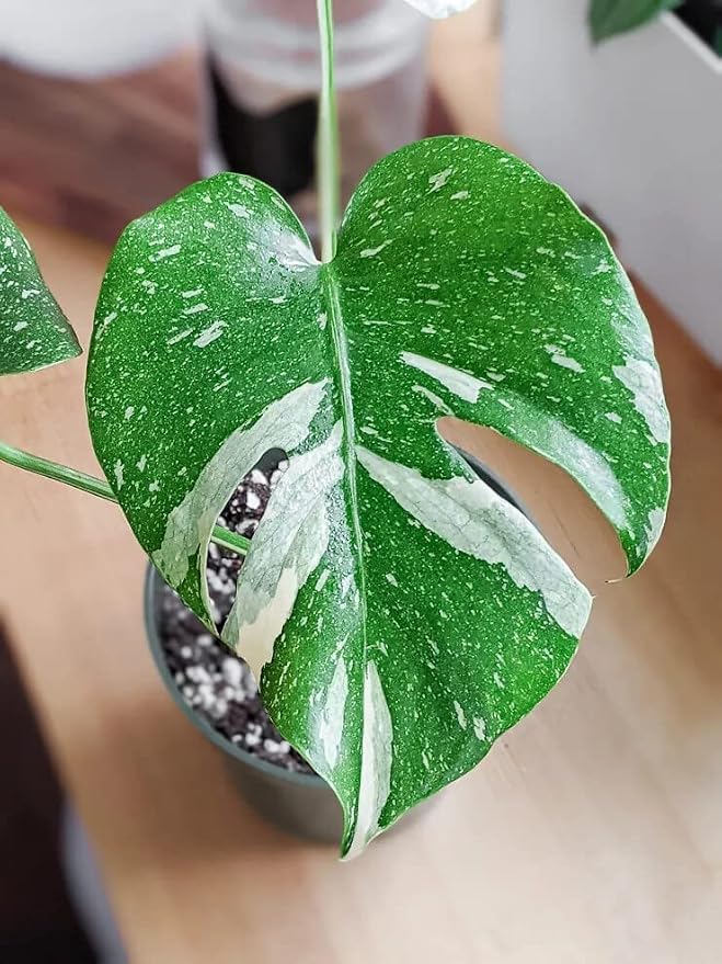 Thai Consteallation Monstera Soil Blend