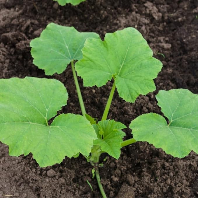 Green Squash