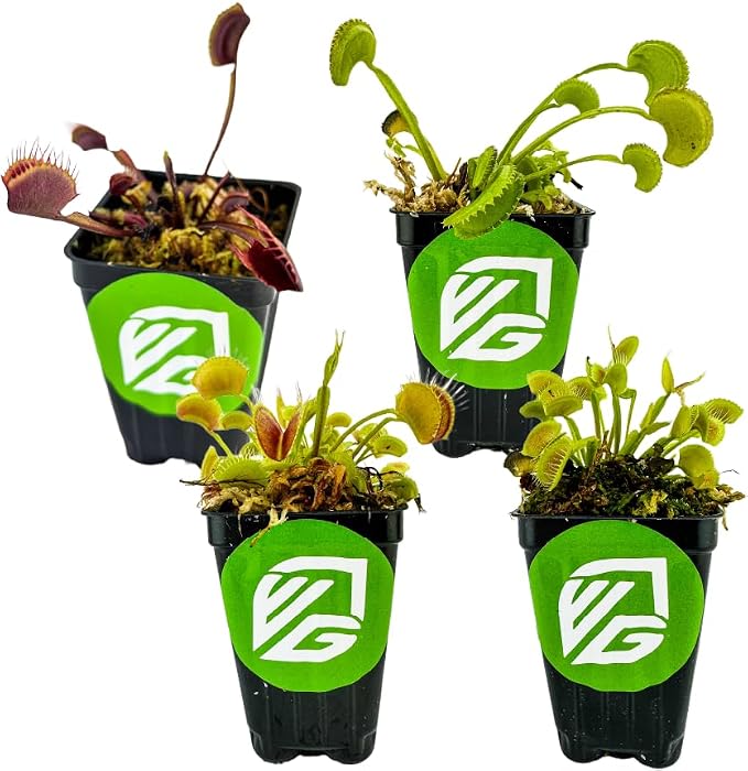 Venus Fly Trap Bundle