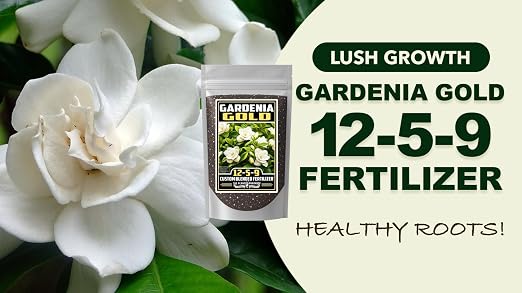 Gardenia Gold