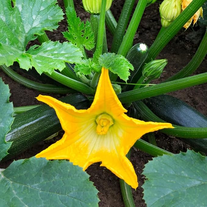 Green Squash