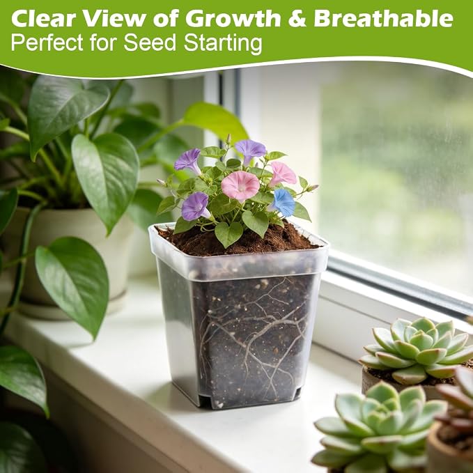 Clear Pot+domes 60p