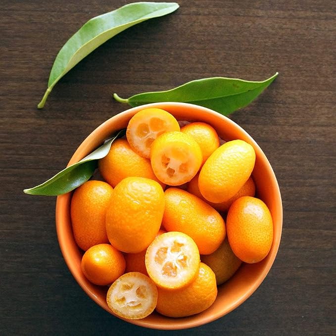 KUMQUAT TREE