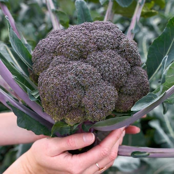 Purple Magic Hybrid