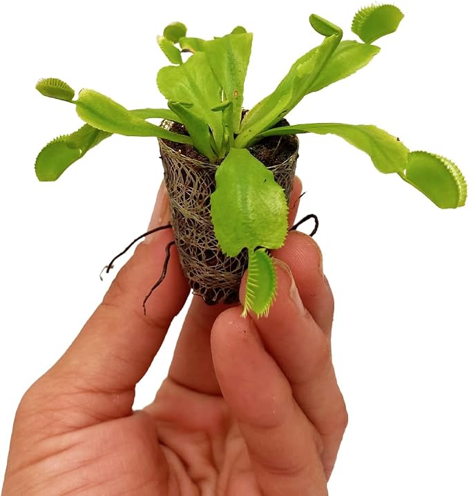 Venus Fly Trap