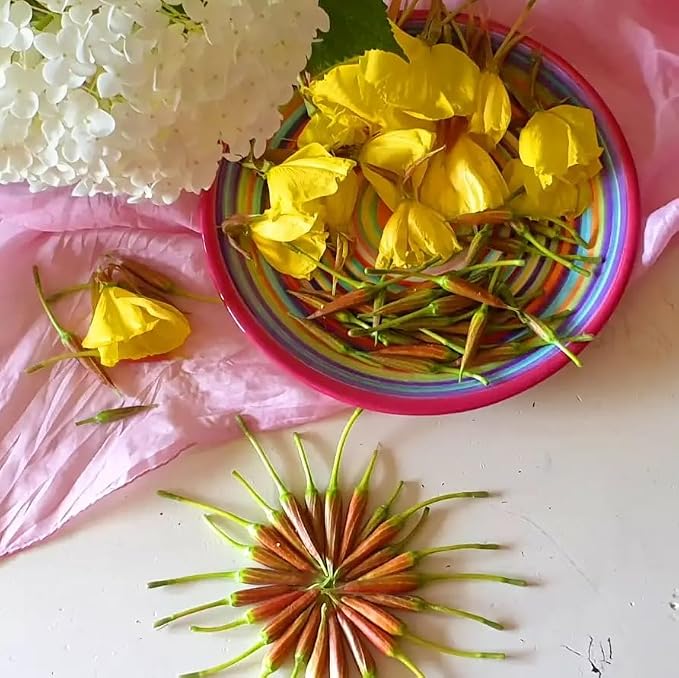 primrose-jasmine
