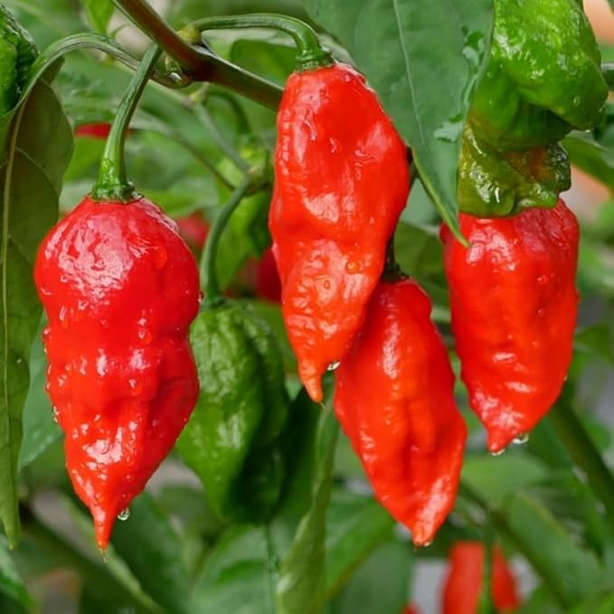 Bhut Jolokia Chile Ghost Pepper