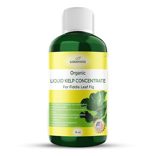 Organic Seaweed Fiddle Leaf Fig Plant Food