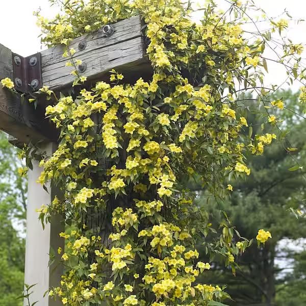 carolina-jasmine