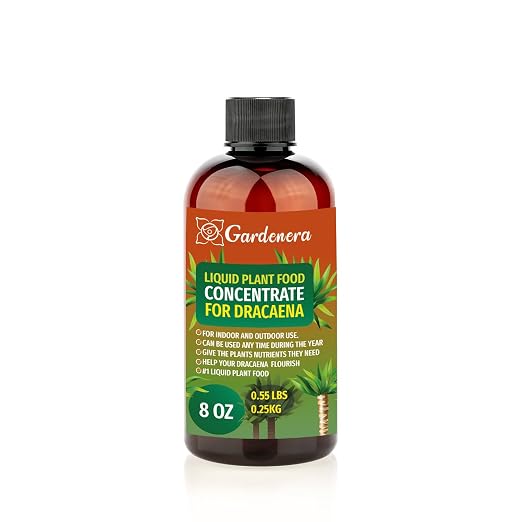 DRACAENA