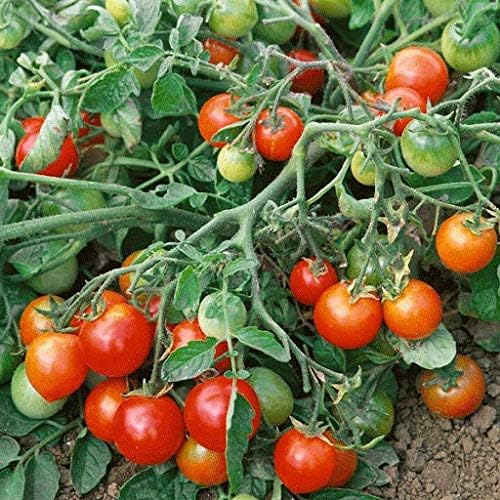 Red green