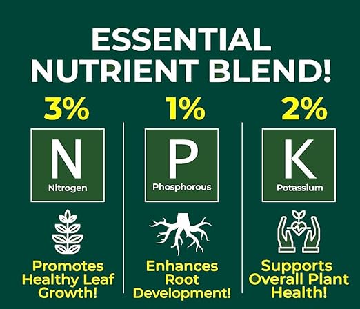 MONSTERA