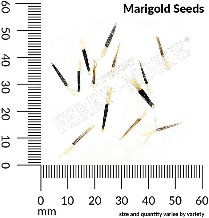Marigold Champion Mix Seed Multipack - 7 Pack