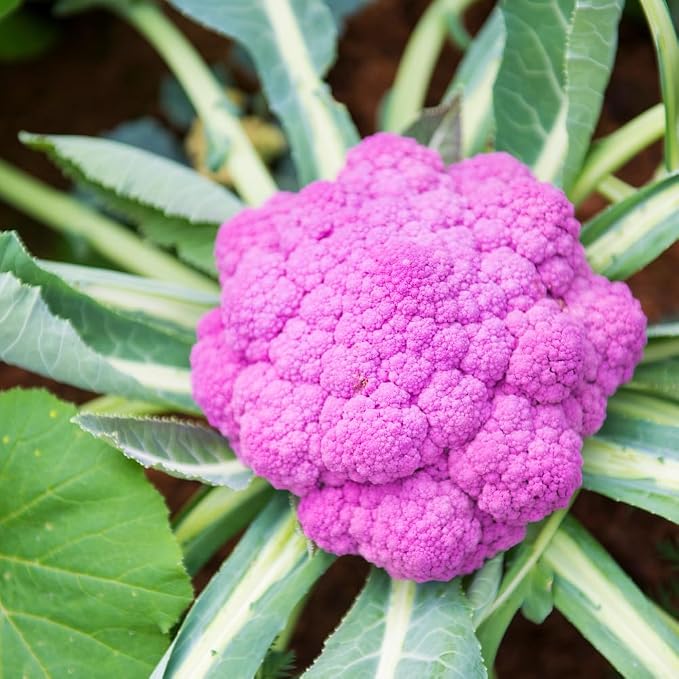 Purple Cauliflower
