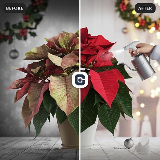 POINSETTIA FLOWERS