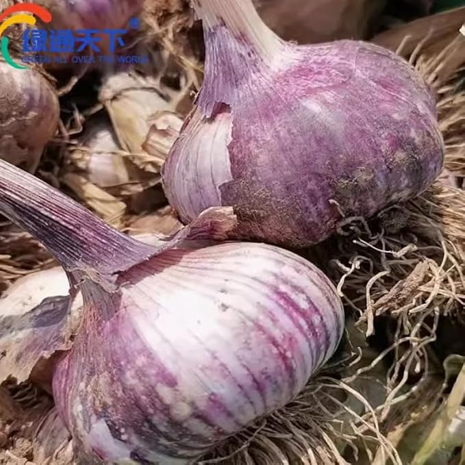 Purple Garlic