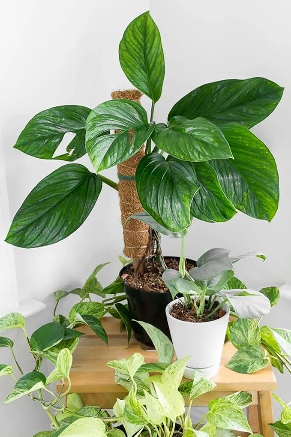 Monstera Pinnatipartita Soil Mix