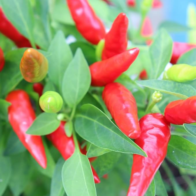 Pequine Super Chili Pepper