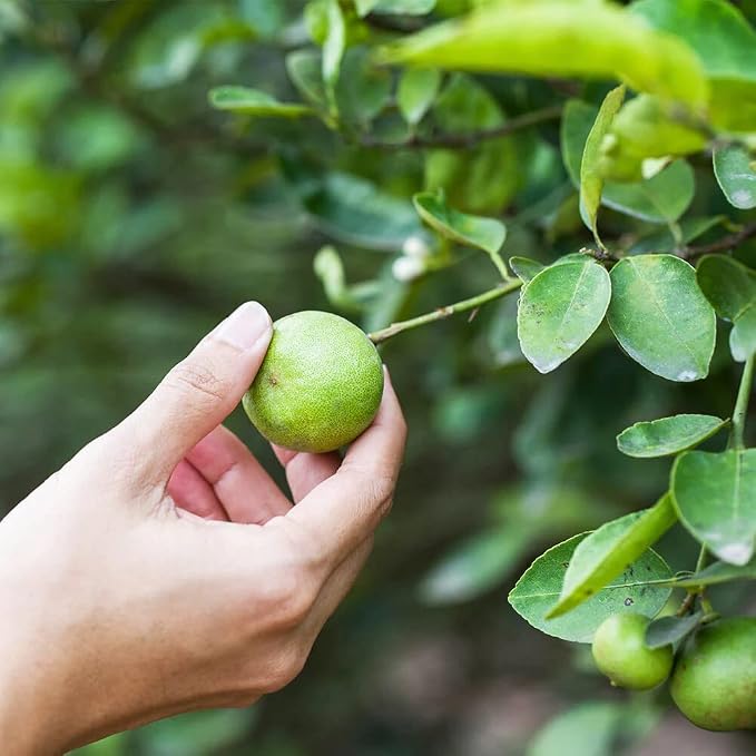 LIME TREE