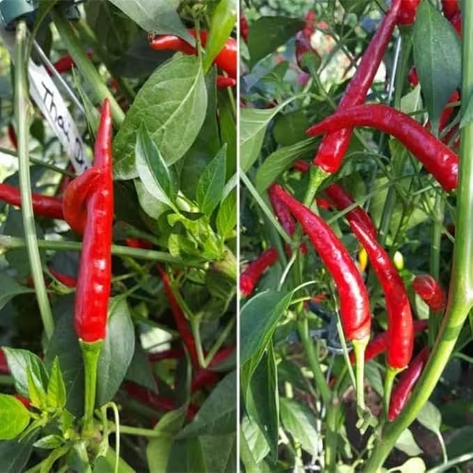 Long Thin Red Pepper