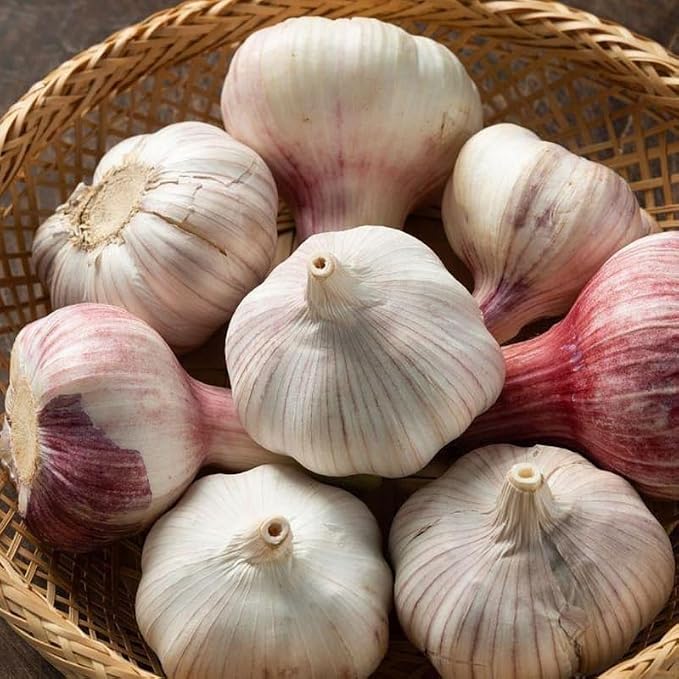 Large Garlic
