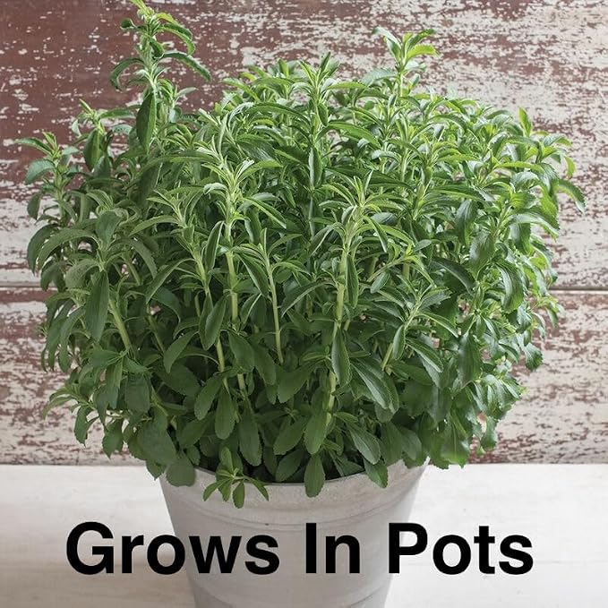 stevia