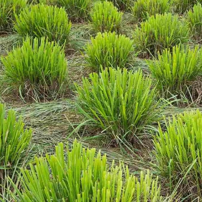lemongrass