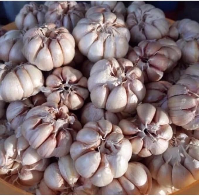 Large Garlic