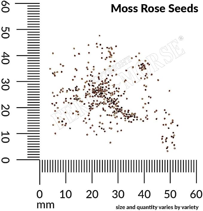 Portulaca Moss Rose Double Mixed Colors Seed Multipack - 7 Pack