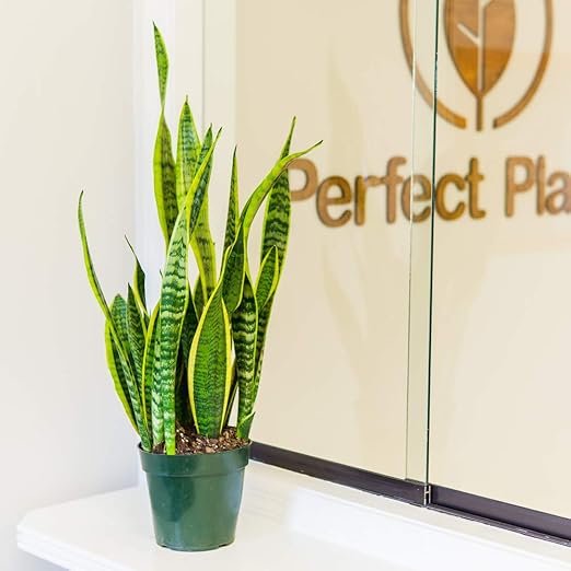 Snake Plant Fertilizer