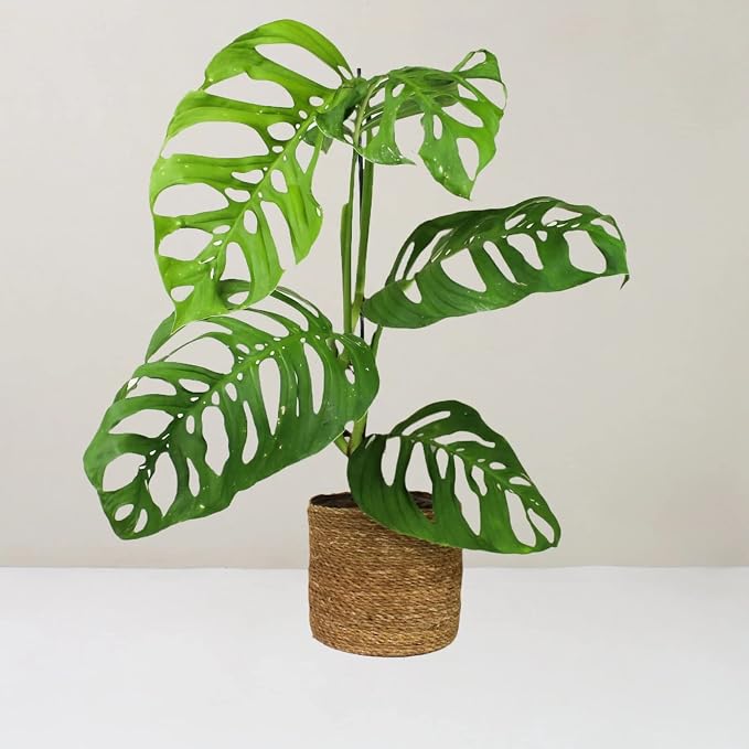 Monstera Esqueleto Soil Mix