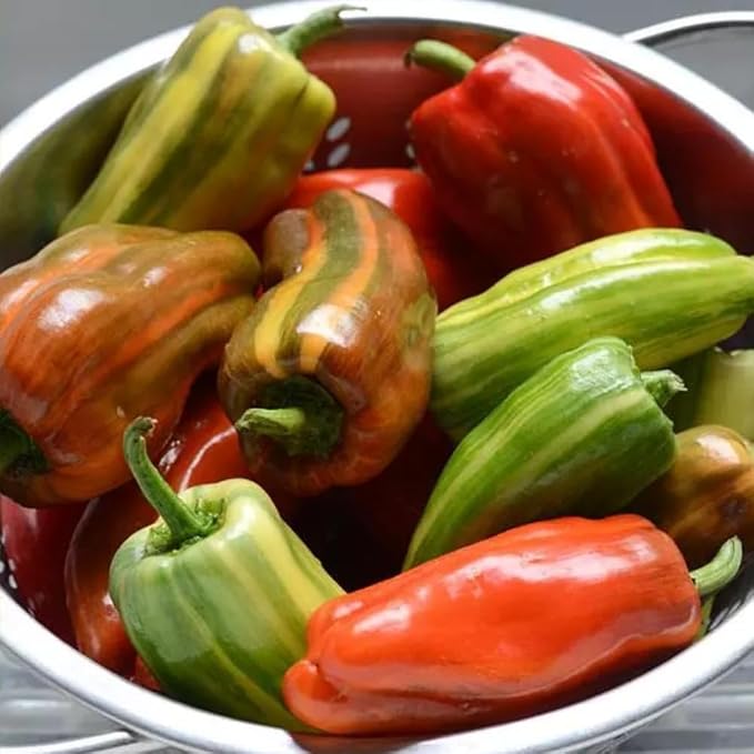 Variegated Chocolate Cherry Peppers