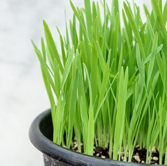 Catgrass Seed Multipack - 7 Pack