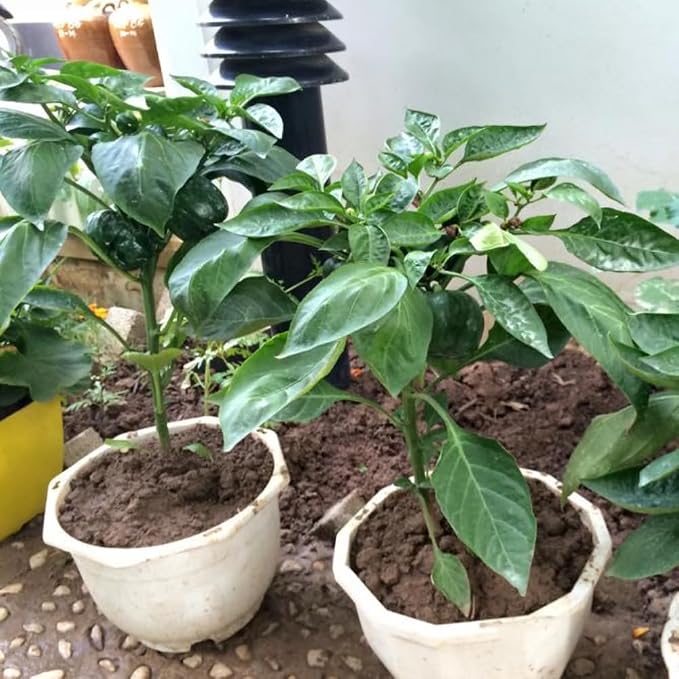 Mildly Hot Pepper